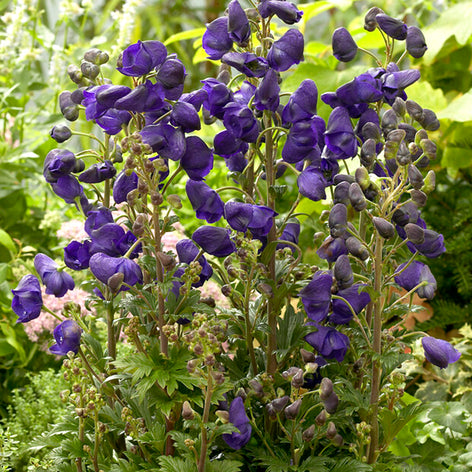 Aconitum (Monkshood) Aconitum Royal Flush (Monkshood)