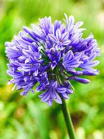 Agapanthus Blue