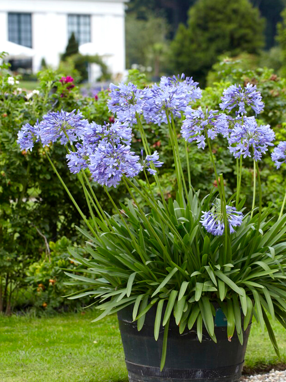 Agapanthus Blue DutchGrown™