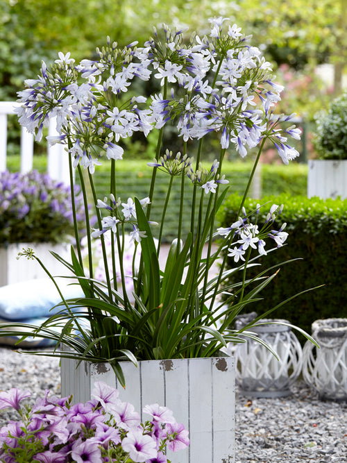 Agapanthus Twister