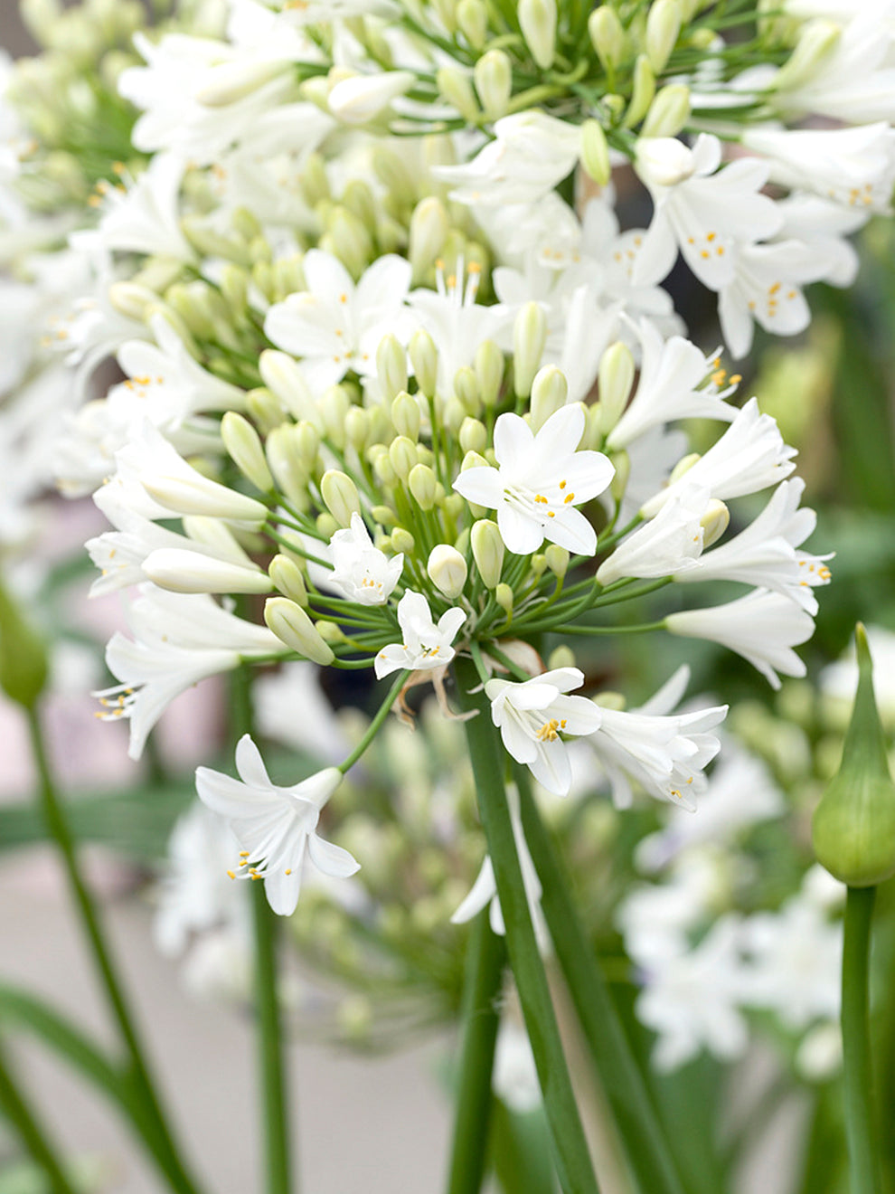 white lily of the nile flower 1 Bare Root