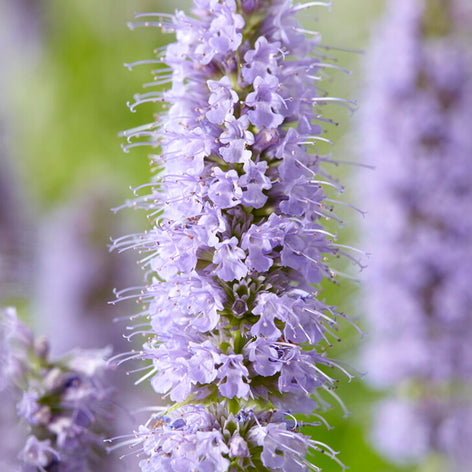 Agastache (Hummingbird Mint) Agastache Blue Fortune (Anise Hyssop)