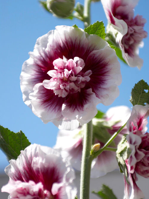 Hollyhock Creme de Cassis