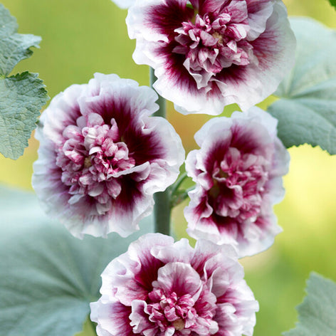 Hollyhocks (Alcea) Hollyhock Creme de Cassis