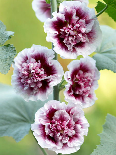 Hollyhock Creme de Cassis | Order Now
