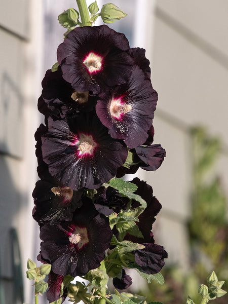 Hollyhock Nigra (Alcea) | Order Now | DutchGrown™
