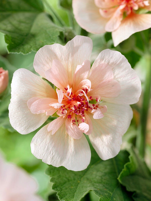 Hollyhock Park Frieden