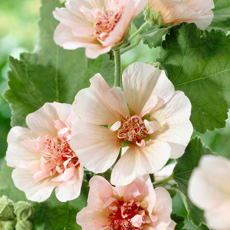 Hollyhocks (Alcea) Hollyhock Park Frieden