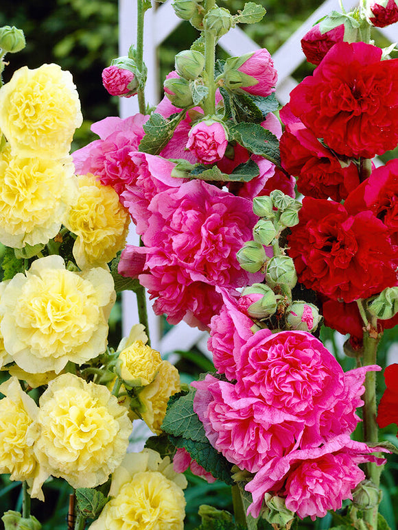 Chater's Double Hollyhock Mix (Alcea Rosea)