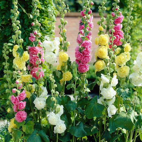Hollyhocks (Alcea) Chater's Double Hollyhock Mix (Alcea Rosea)