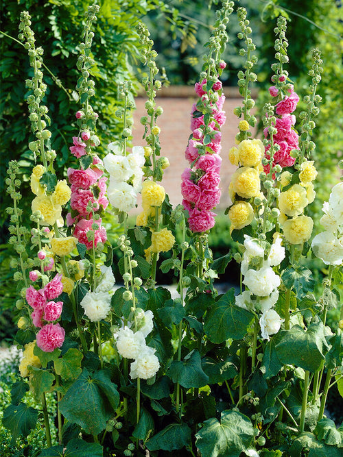 Chater's Double Hollyhock Mix (Alcea Rosea)