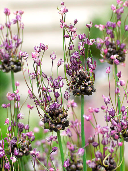 Allium Art Bulbs | DutchGrown™ | Buy Online Fresh From the Farm