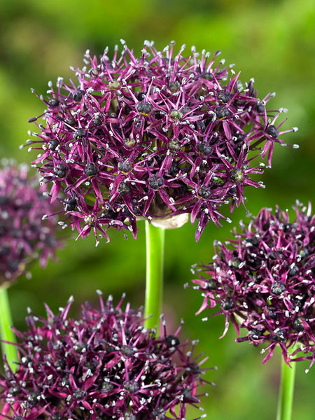 Allium_Atropurpureum-1_grande.