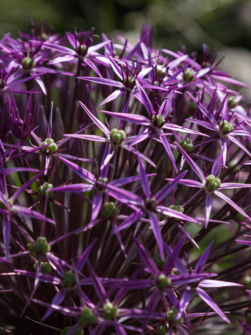 Allium Gladiator Sensation