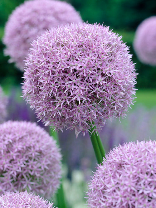 Allium Round and Purple