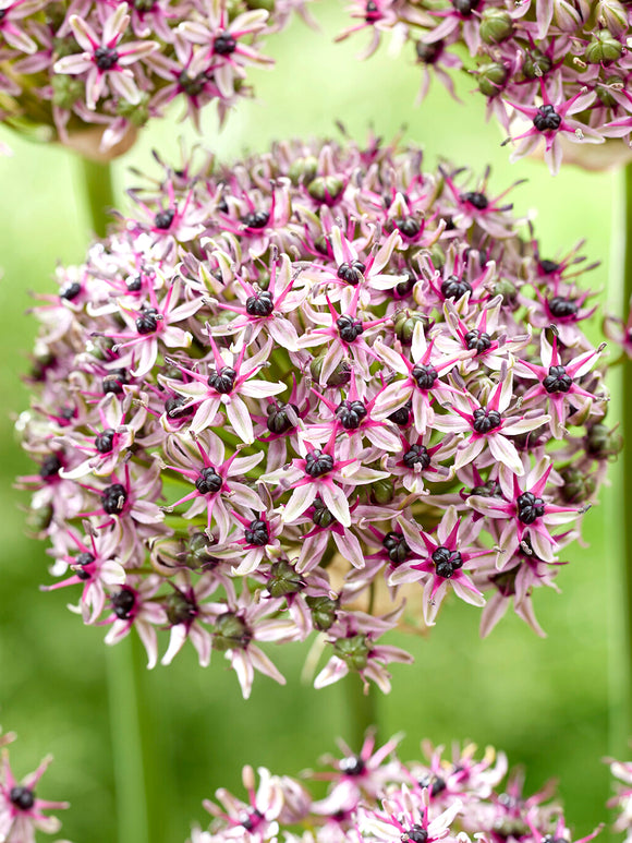 Allium Starlight