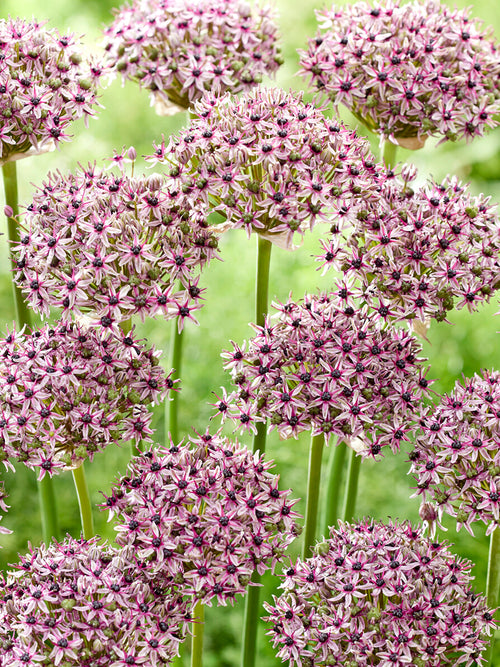 Allium Starlight