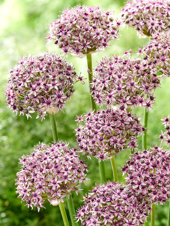 Allium Starlight