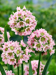 Allium Tripedale (Pink Honey Garlic)