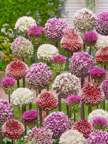 Allium Tropical Tides Collection | DutchGrown™ | Ornamental Onions