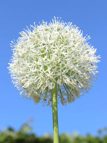 Allium White Giant