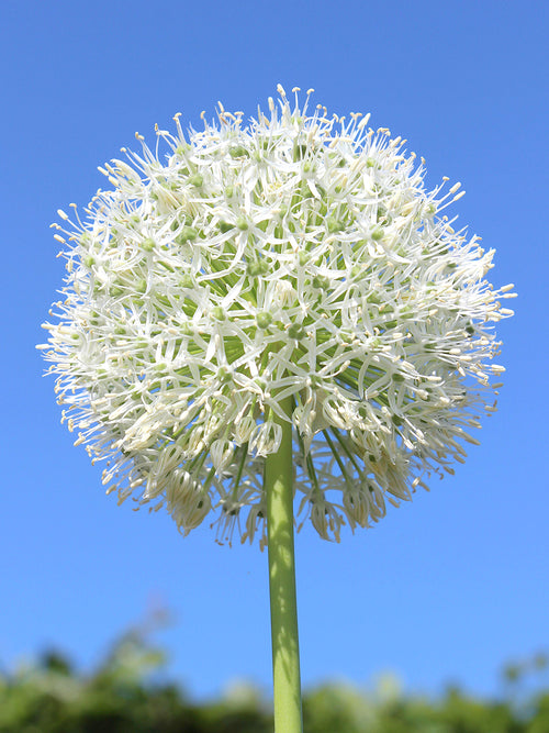 Allium White Giant