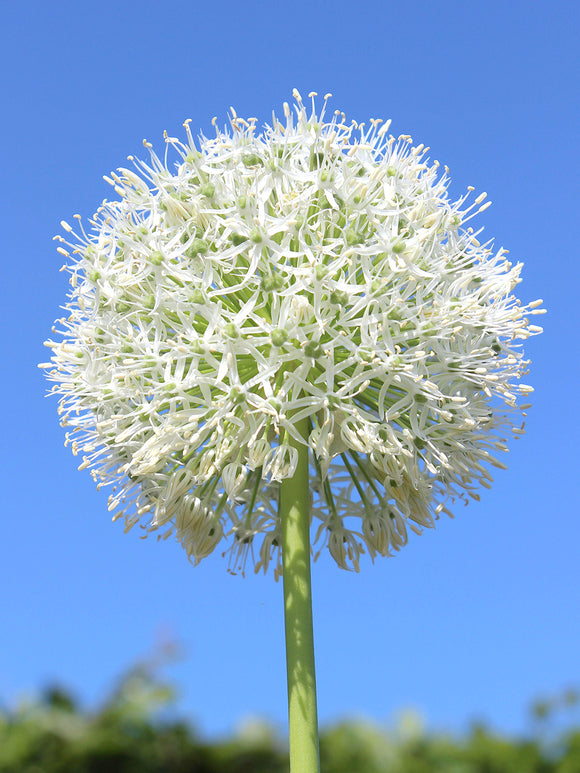 Allium White Giant