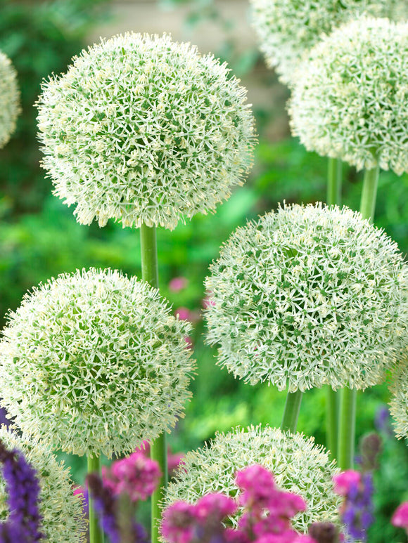 Allium White Giant