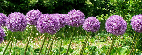 WE OFFER 30 DIFFERENT ALLIUMS