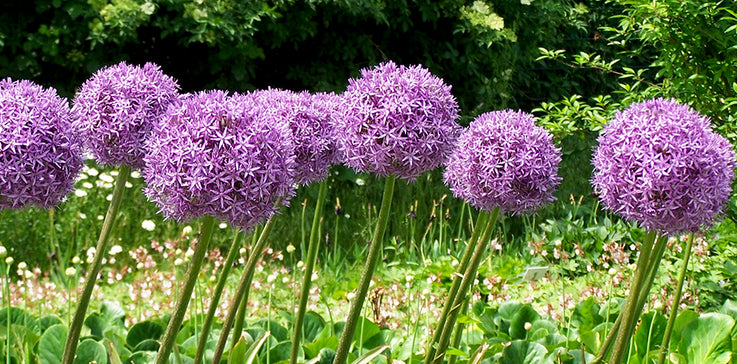WE OFFER 30 DIFFERENT ALLIUMS