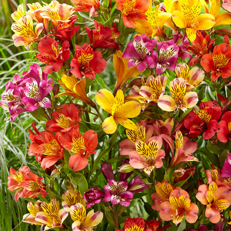 Alstroemeria (Peruvian Lily) Alstroemeria Majestic Mix