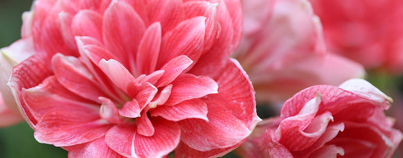 WE OFFER 32 DIFFERENT AMARYLLIS
