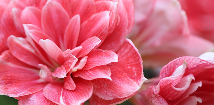 WE OFFER 32 DIFFERENT AMARYLLIS