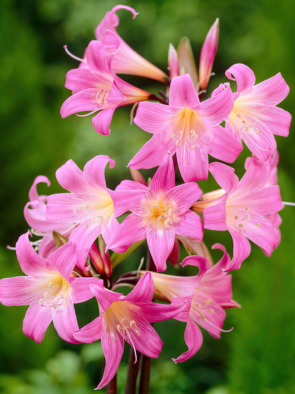 Amaryllis Belladonna Naked Ladies Bulbs DutchGrown Amaryllis Belladonna Naked Ladies Bulbs DutchGrown