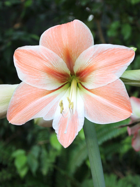邦楽 amaryllis Gumdrop Waxed Amaryllis | Tulip World | 42148