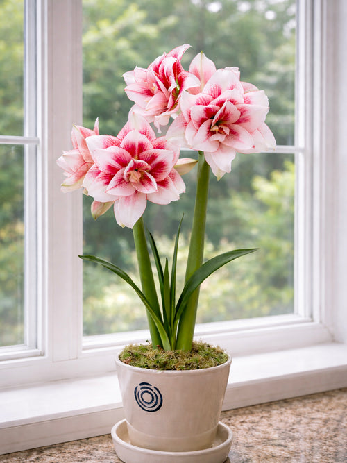 Jumbo Double Amaryllis Elvas