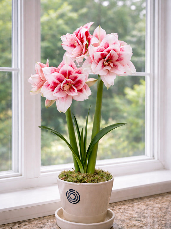 Jumbo Double Amaryllis Elvas