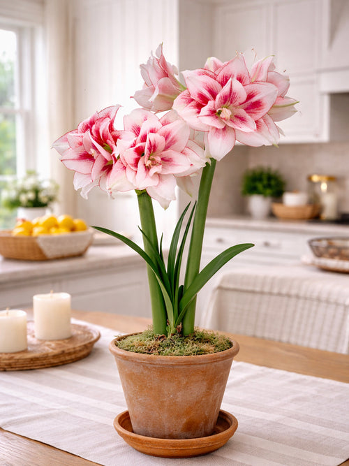 Jumbo Double Amaryllis Elvas