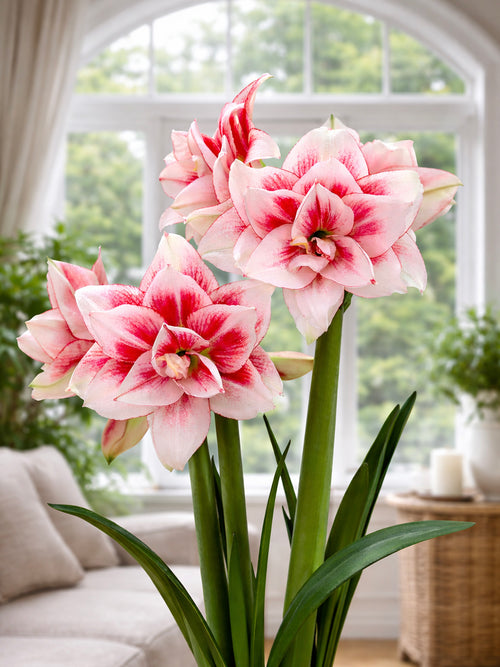 Jumbo Double Amaryllis Elvas