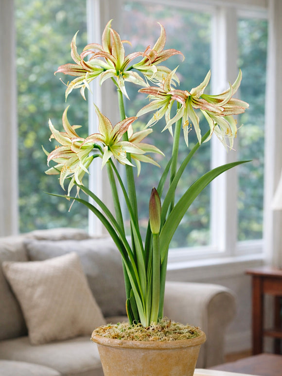 Jumbo Amaryllis Emerald