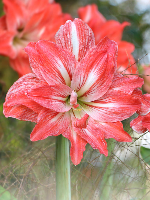 Jumbo Double Amaryllis Lady Jane