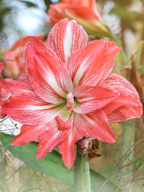 Jumbo Double Amaryllis Lady Jane