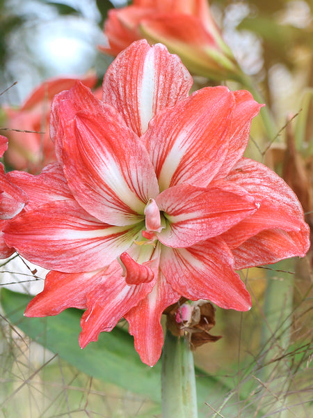 Amaryllis_Lady_Jane-7_grande.