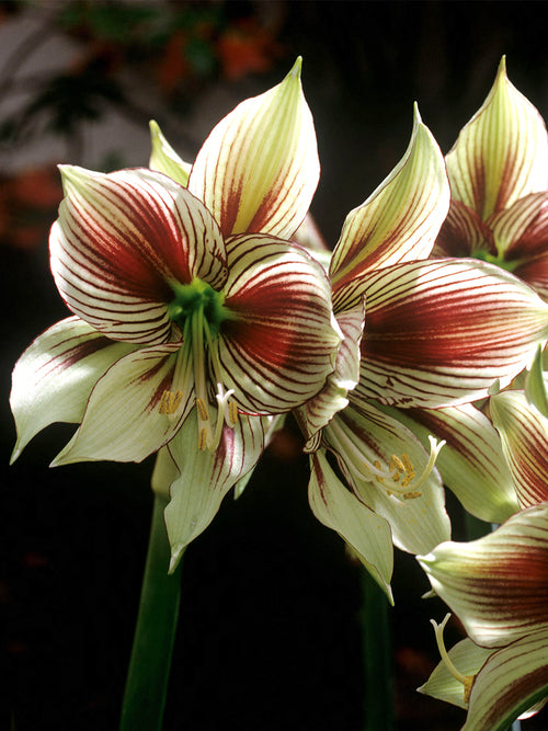 Close-up of Amaryllis Papilio butterfly-like flower markings