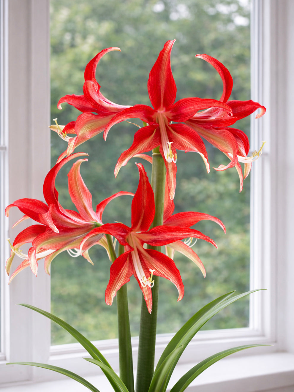 plant amaryllis indoors Jumbo Amaryllis Quito Bulb, Red - 1 Bulb