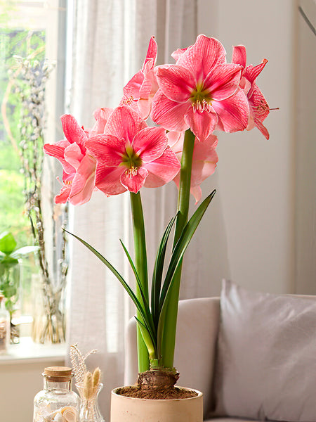 hippeastrum amaryllis Jumbo Amaryllis Sweet Cream Bulb, White - 1 Bulb