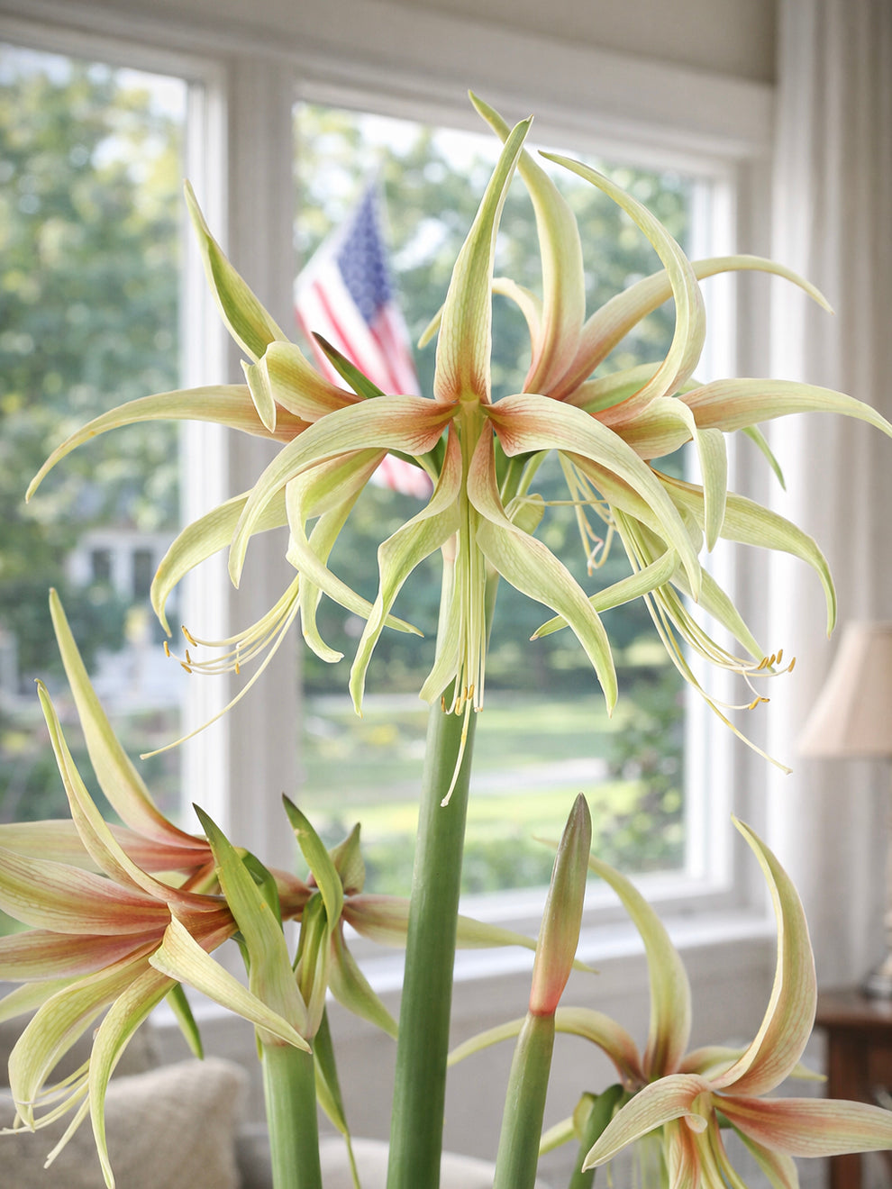 Amaryllis Tarantula | Exotic Spider Amaryllis for Indoor Blooms