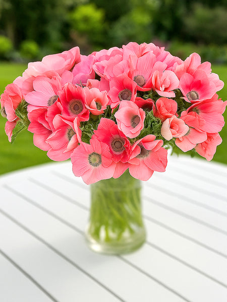 Anemone Barbie Bulbs, Pink - 10 Bulbs