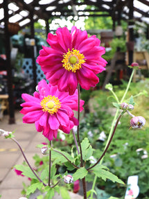 Japanese Anemone Bressingham Glow