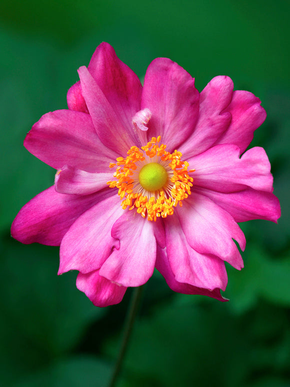 Japanese Anemone Bressingham Glow